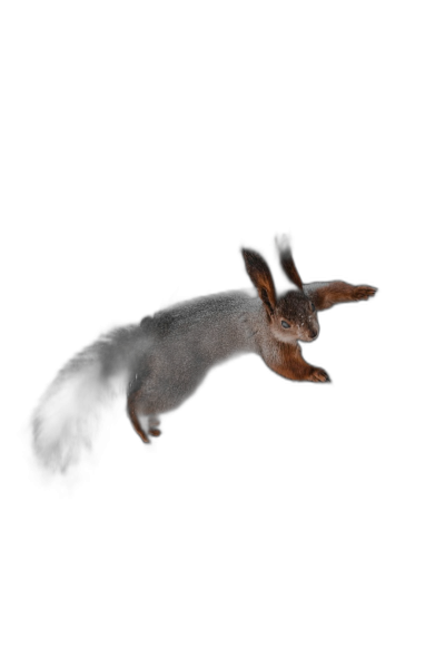 A squirrel flying through the air against a black background, in a hyper realistic photographic style.  Transparent Background