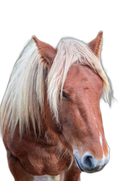 portrait of an old brown horse with blonde mane, isolated on a black background, in the style of photography  Transparent Background