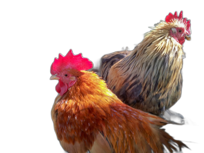 A photo of Two chickens, one red and the other golden with black background, photorealistic style, high resolution  Transparent Background