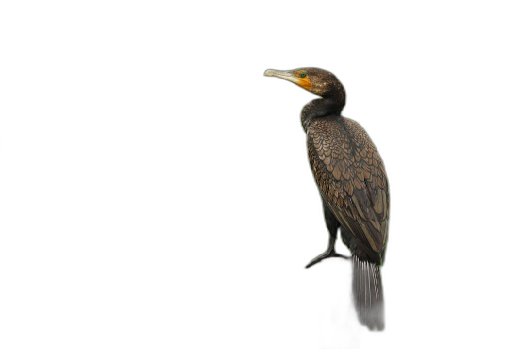 A realistic photo of an African cormorant, black background, full body, high definition photography in the style of aures dama.  Transparent Background