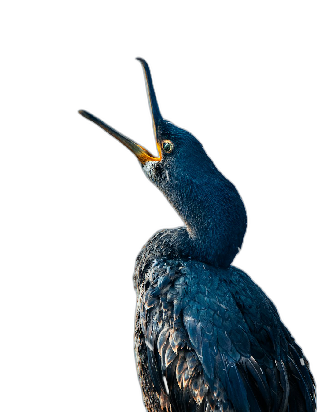 Blue cormorant with its beak open, on a black background, a high definition photographic print, rendered in a hyper realistic style.  Transparent Background