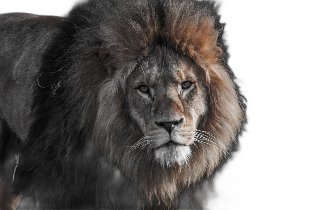 Portrait of an African Lion on a black background, high resolution photography, professional color grading, soft shadows, no contrast, clean sharp focus digital photography in the style of digital photography.  Transparent Background