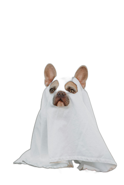 A cute French bulldog dressed up as a ghost, with a white sheet wrapped around its body and head sticking out, against a black background, in the style of portrait photography. Cute and funny.  Transparent Background