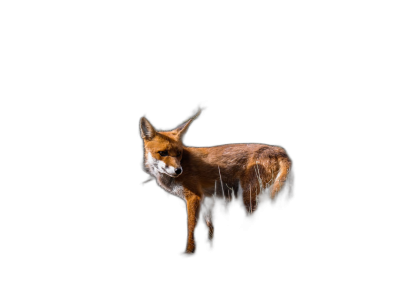 Red fox standing on a black background, in the style of double exposure photography, 2K, high resolution image.  Transparent Background