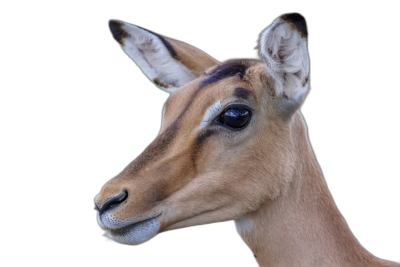 imagine an impala head portrait on black background, high definition photography, highly detailed, High quality photo  Transparent Background