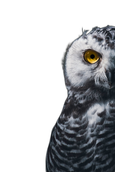 Close-up portrait of a snowy owl, with yellow eyes against a black background, in a high-contrast minimalist style, in the style of award-winning photography.  Transparent Background