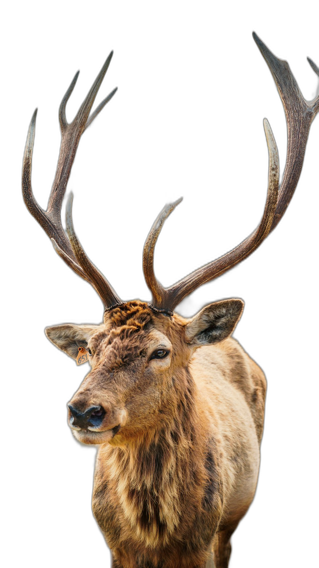 Realistic photo of an elk with large antlers, looking at the camera against a solid black background in a full body portrait.  Transparent Background