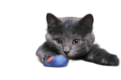 Cute grey cat playing with a blue toy on a black background, in the style of professional photography, of high quality.  Transparent Background