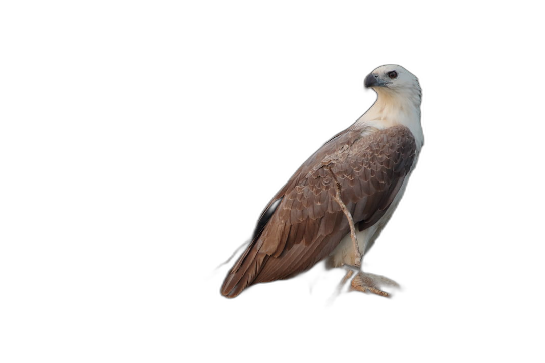 A white-bellied sea eagle in full body, isolated on a black background in high resolution photography.  Transparent Background