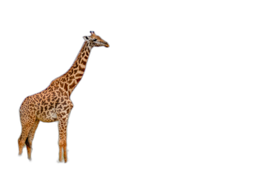 Giraffe standing on black background with copy space, high resolution photography  Transparent Background