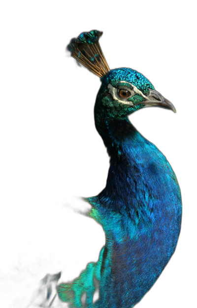 Portrait of peacock, isolated on black background, dark atmosphere, studio photo in the style of [Daniel Garber](https://goo.gl/search?artist%20Daniel%20Garber)  Transparent Background