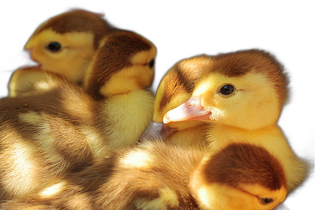 Cute ducklings, in closeup, with a black background, with sunlight shining on them, in the style of high definition photography, with high detail  Transparent Background