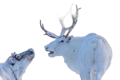 A white reindeer and its cub, on a pure black background, in a closeup of the antlers on their heads, with the carps mouth open to bit at them. The white snowy fur shines in the light, with high contrast between warm tones and cold shades.  Transparent Background