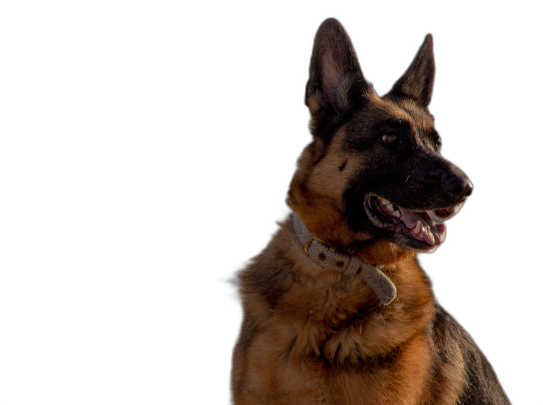 A solo photo of a German shepherd on a black background, professional photography. In the style of by Anthropic.  Transparent Background