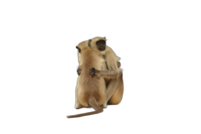 M hutat prakasam, one monkey sitting on the other's back in black background, National Geographic photo style, hyperrealistic photography, 3D rendering, high resolution photography, professional photograph  Transparent Background