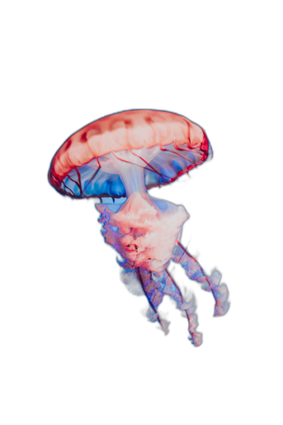 Photograph of a jellyfish floating in the dark, with red and blue glowing colors in the style of neon light effects, with a minimalistic design against a black background, resembling underwater photography, shot with a Canon EOS R5 camera.  Transparent Background