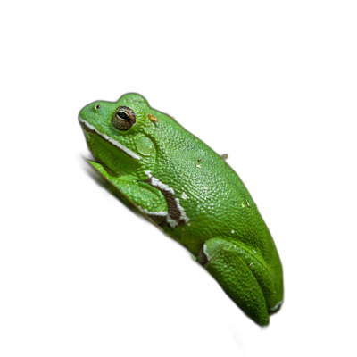 green tree frog on black background, high resolution photography Transparent Background