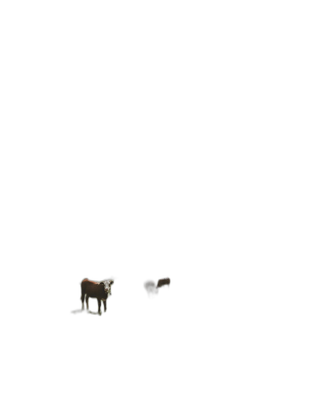 minimalist, black background, dark scene, a single cow and two piglets on the right side of composition, only their silhouettes visible in the light from behind. A small shadow figure is standing between them, barely illuminated by moonlight. The image conveys an atmosphere of mystery or curiosity. It should be minimalistic yet visually striking with a focus on contrasting shadows and subtle lighting effects. The overall mood would be mysterious and intriguing.  Transparent Background