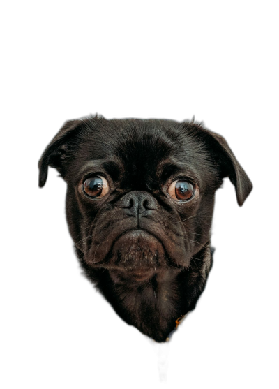 black pug with big eyes, funny face, black background, portrait photography, hyper realistic  Transparent Background