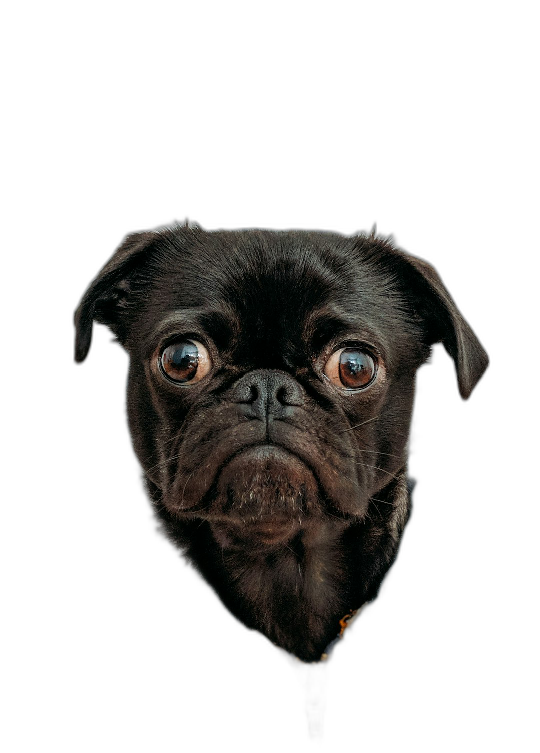 black pug with big eyes, funny face, black background, portrait photography, hyper realistic  Transparent Background