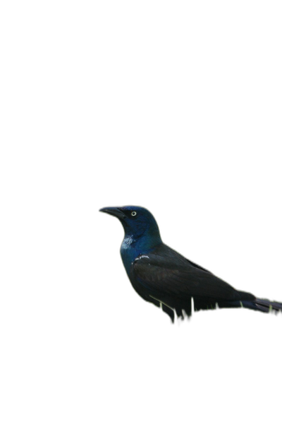 common grackled bird on black background, no shadows, minimalist  Transparent Background