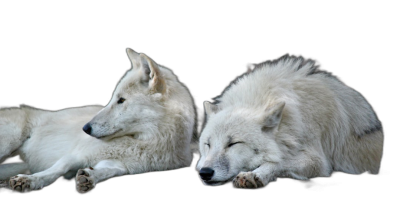 two white wolves lying down, black background, high definition photography  Transparent Background