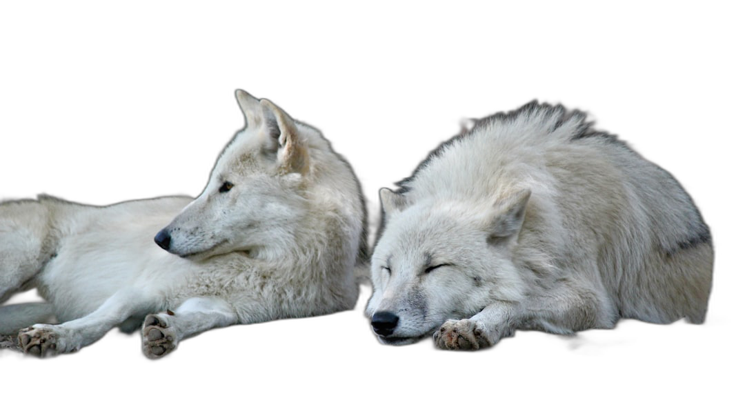 two white wolves lying down, black background, high definition photography  Transparent Background