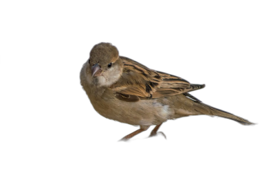 Entrance of a Sparrow, Full Body, Isolated on a Black Background, High Resolution Photography, in the Style of Mulesk  Transparent Background