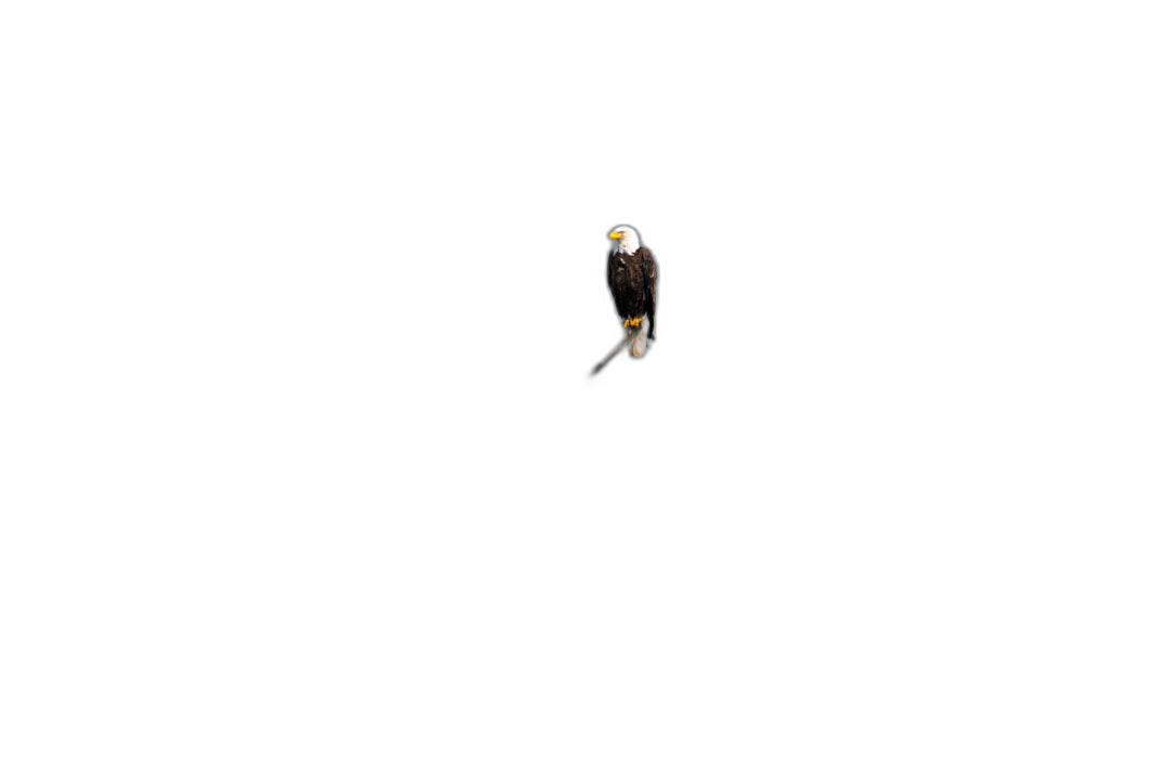 Minimalist bald eagle floating in pitch black background, high contrast, low angle shot, Sony Alpha A7 III,  Transparent Background