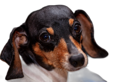 A close-up portrait of an adorable miniature dachshund with large, expressive eyes and ears that frame its face against a black background, capturing its lively personality and playful nature. Photorealistic, shot using a Canon EOS R5 camera with a macro lens, in the style of no particular artist.  Transparent Background