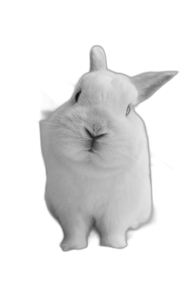 A white rabbit with long ears, photographed from the front in black and white, on an all black background. The bunny is positioned at eye level, and its head looks slightly tilted to one side. It has soft fur that shines under studio lighting, creating a high contrast between the lightness of color and darkness of space. This photo captures the minimalist essence of cute animals in monochrome tones in the style of minimalist photography.  Transparent Background