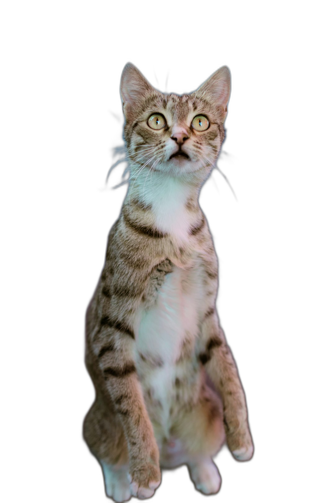 A full body photo of an adorable cat sitting on its hind legs, looking up at the camera with curious eyes against an isolated black background, in the style of high resolution photography, ultrarealistically.  Transparent Background