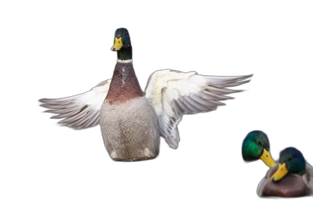 Duck with spread wings and mallard duck in background isolated on black, high resolution photo with studio lighting. The image is in the style of studio lighting.  Transparent Background