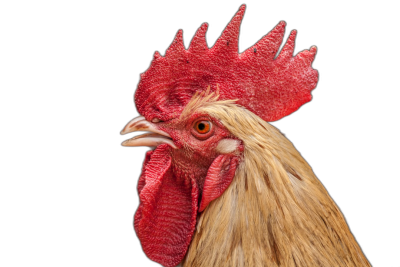 A photo of an American everyday farm rooster, isolated on a black background, in a close-up portrait.  Transparent Background