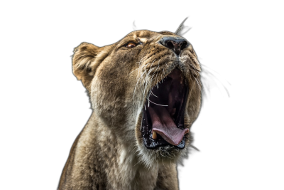 Beautiful Lioness Yawns on Black Background. High quality photo of a lioness yawning in the style of an angry lioness showing its teeth, with sharp focus, high resolution, beautiful lighting, intricate details, professional color grading, clear and sharp focus, in the style of studio photography, isolated on a black background.  Transparent Background