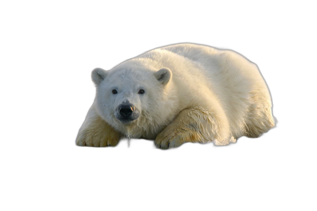 A cute white polar bear is lying on its back against an isolated black background in the style of photorealistic, hyperrealism. The artwork is presented in high resolution photography and high quality.  Transparent Background