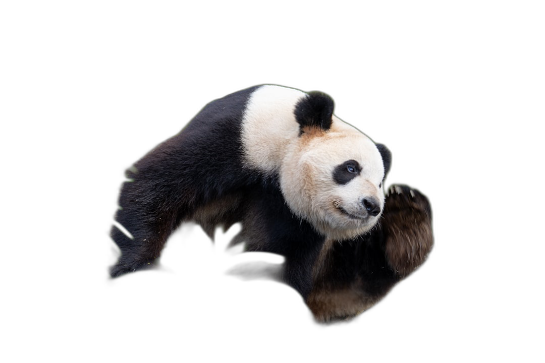 A panda bear is floating in the air against a pure black background in a full body shot captured through high definition photography.  Transparent Background