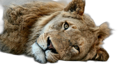 A lion lying down, closeup of its head against a black background, animal photography, high definition photo in the style of animal photography.  Transparent Background