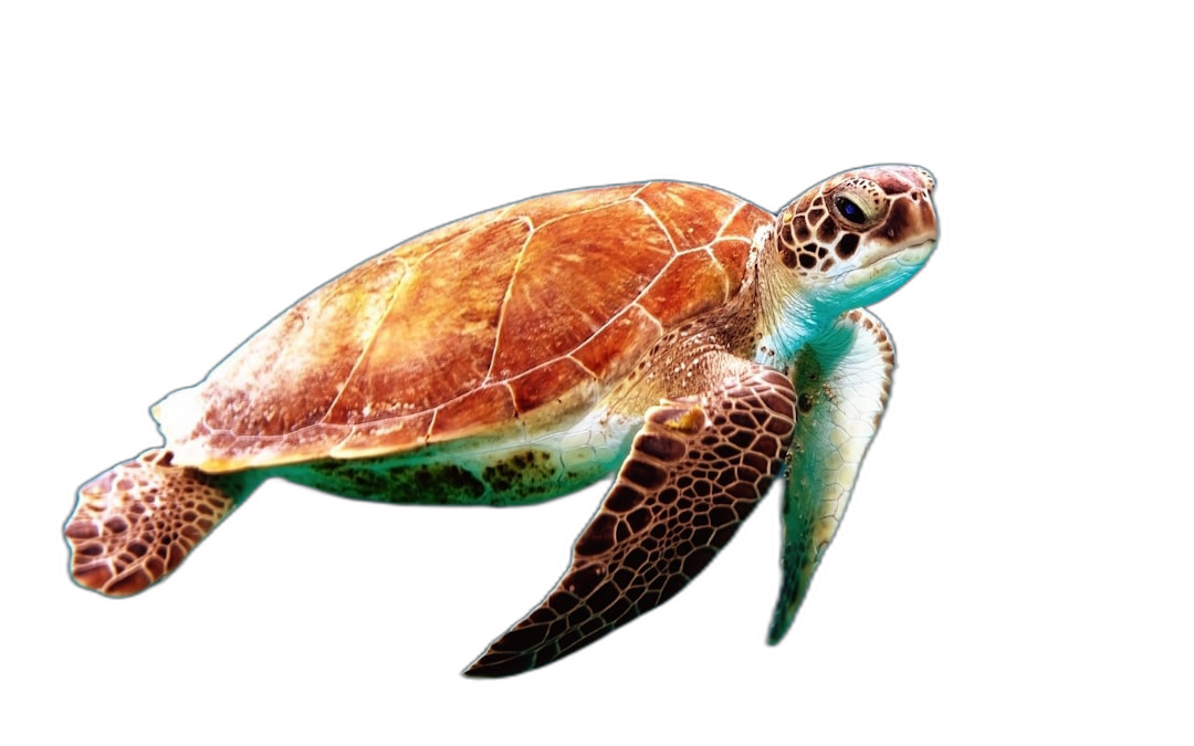 A turtle floating in the air against a black background, in the photography style, with high definition.  Transparent Background