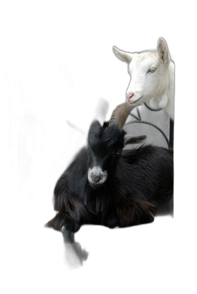 black goat with white baby goat on his back, against a black background, rendered in a photorealistic, hyperrealistic style reminiscent of high resolution photography from a professional studio photoshoot for commercial advertising. A full body portrait of the goat, rendered as if an isolated object in the style of octane render, like an award winning photograph.  Transparent Background