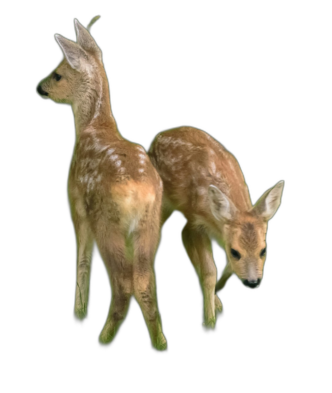 two baby deer, standing upright, full bodies, black background, photorealistic, in the style of hyperrealism, high resolution photography  Transparent Background