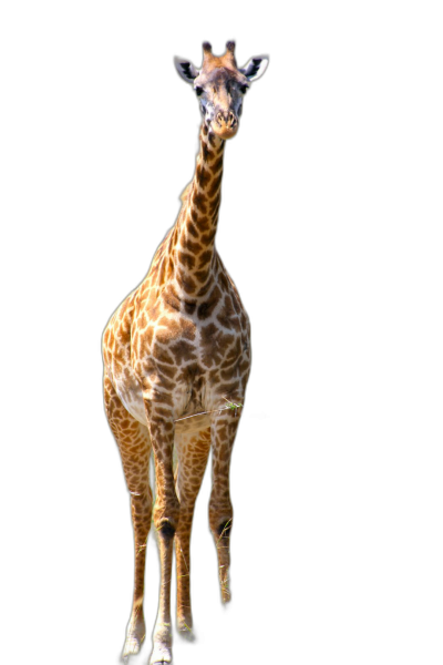 Giraffe standing and looking at the camera, isolated on a black background, in a high resolution photograph.  Transparent Background