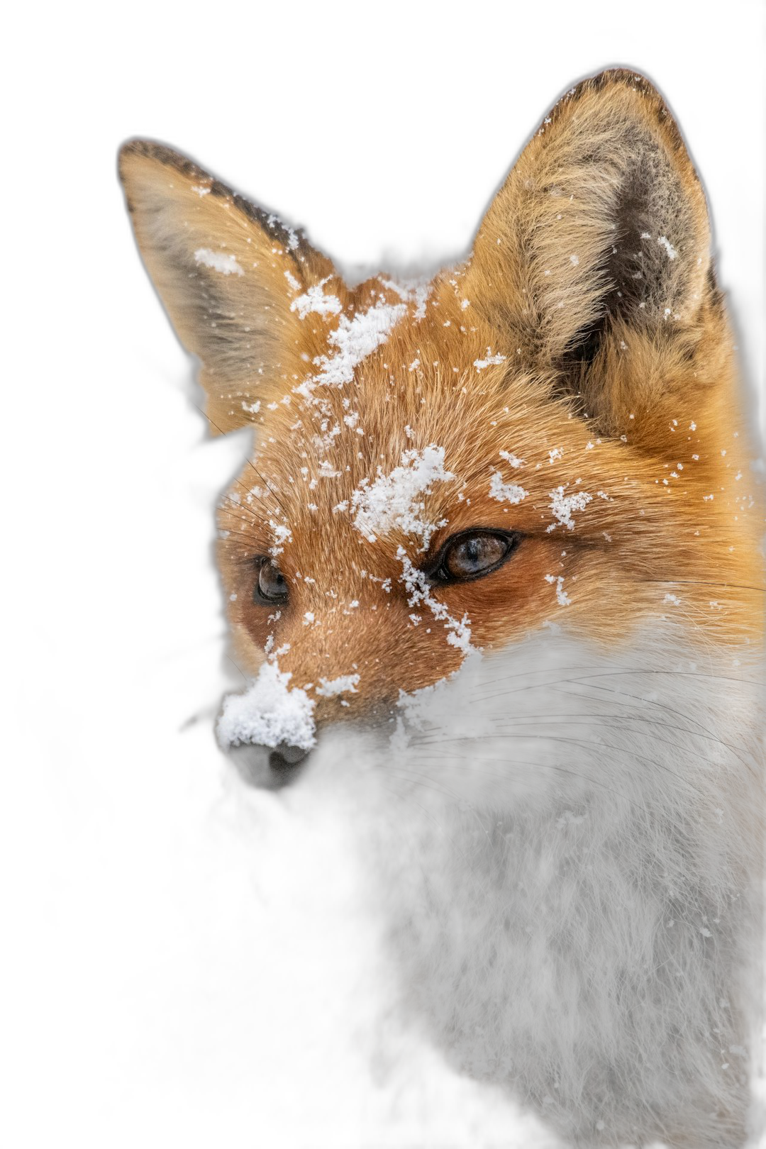 hyper realistic photography of fox with snow on its nose, black background  Transparent Background