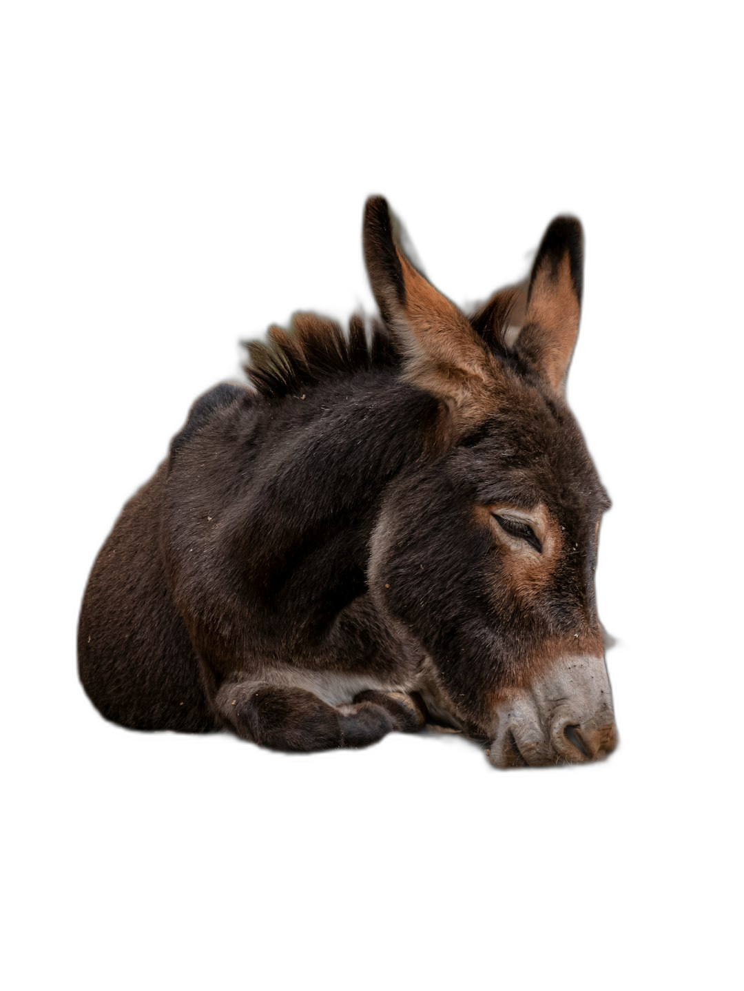 A sleeping donkey against a black background, in the style of real photo style, with high definition photography.  Transparent Background