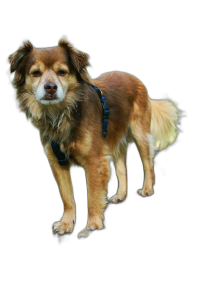 A full body photo of an elderly mixed breed dog with long hair standing on black background, wearing collar and harness, hyper realistic, detailed fur, detailed eyes, professional photography, studio lighting  Transparent Background