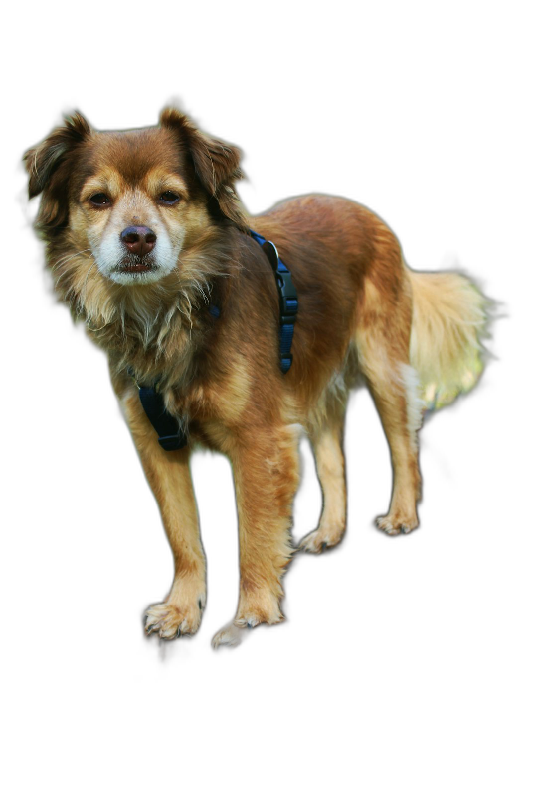 A full body photo of an elderly mixed breed dog with long hair standing on black background, wearing collar and harness, hyper realistic, detailed fur, detailed eyes, professional photography, studio lighting  Transparent Background