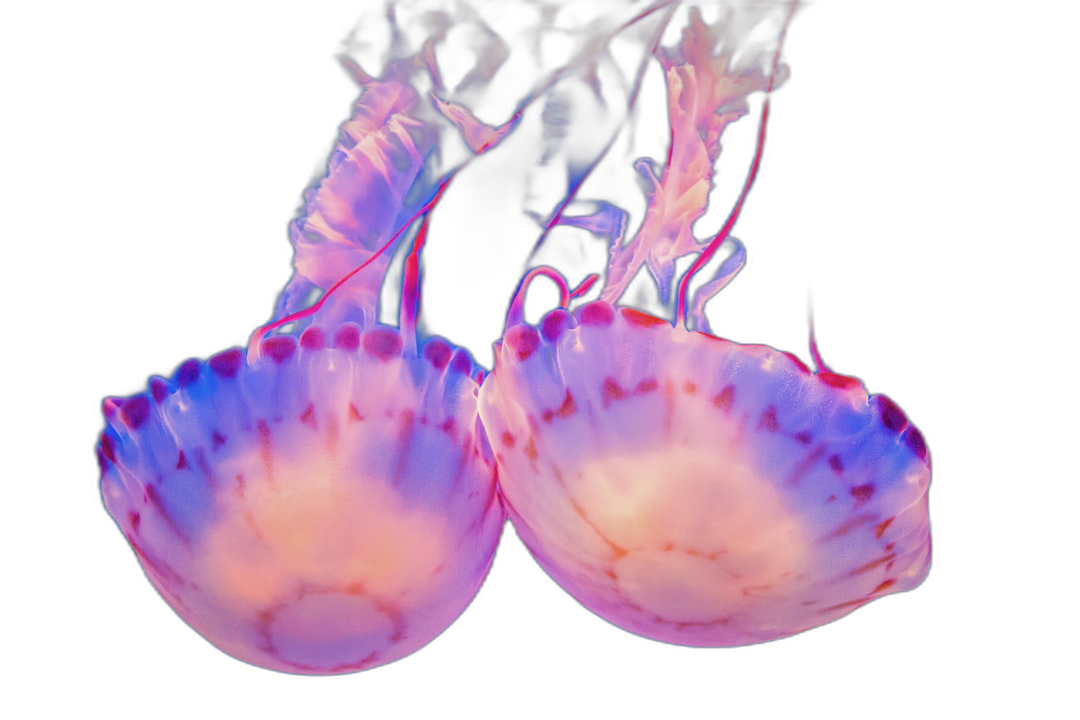 two glowing pink and purple jellyfish with fire in their tails, black background, underwater photography  Transparent Background