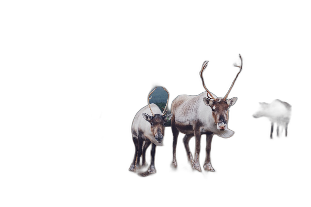 two reindeer with one small snowboard on their back, black background, photorealistic, minimalism  Transparent Background