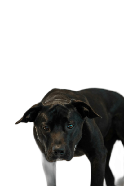 black pitbull with blue eyes, standing on black background, hyper realistic, photography, studio light  Transparent Background