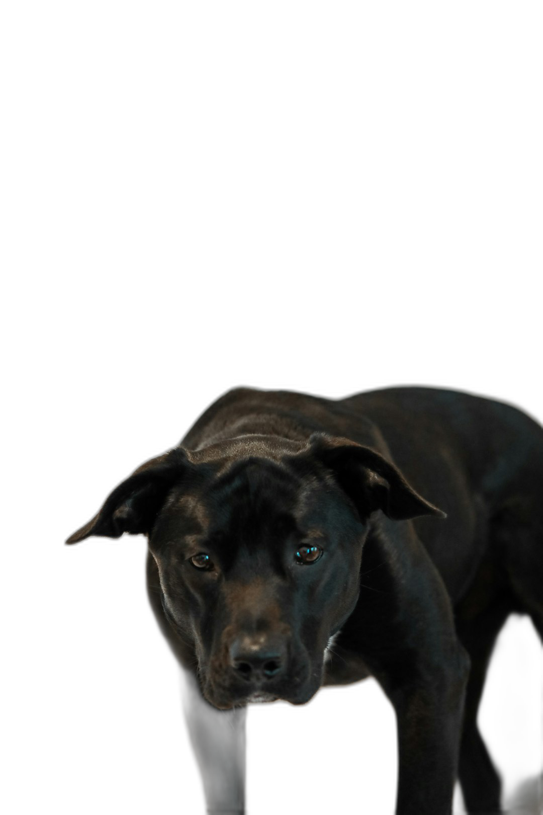 black pitbull with blue eyes, standing on black background, hyper realistic, photography, studio light  Transparent Background